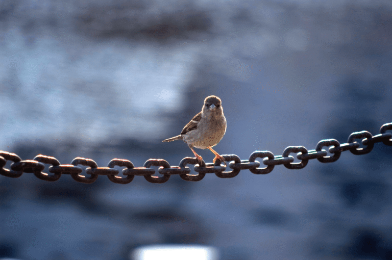 Bird chain
